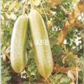 Kigelia africana