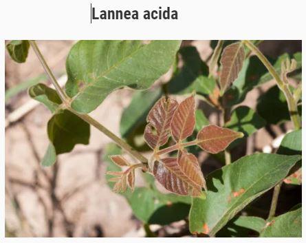 Lannea acida et  Cancer de la prostate, traitement naturel du cancer de la prostate