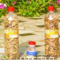 Lotion plante creme 1