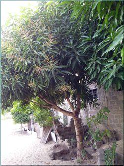 Mangue