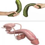 massage penis