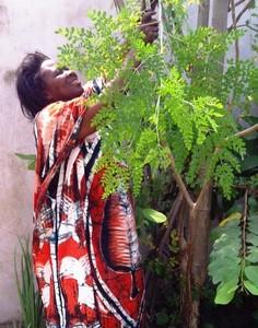 Md Boris, Moringa plantes contre anémie