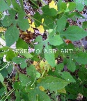 Ageratum Conizoïdes Roi des herbes
