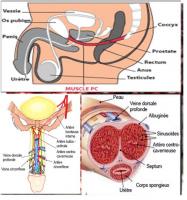 Muscle pc corqs caverneux et spongieux