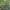 Neem 1
