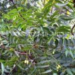 Neem