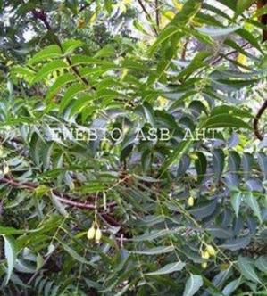 Neem