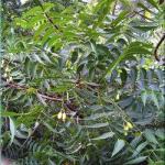 Neem 2
