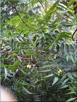 Neem 2