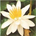 Nenuphar