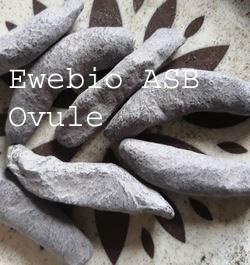 Ovule pour enlever les fibromes de l'utérus sans chirurgie