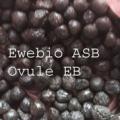 Ovule 2 ovule copier copier 1