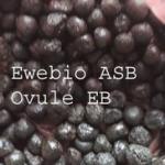 Ovule 2 ovule copier copier 1