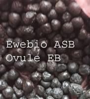Ovule 2 ovule copier copier 1