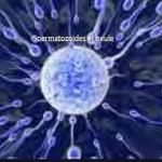 Ovule et spermatozoides 1