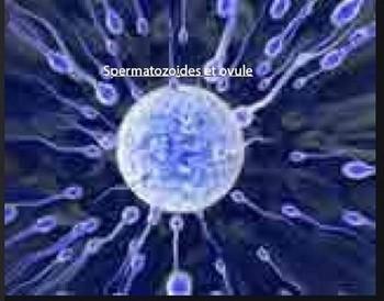 Ovule et spermatozoides 1