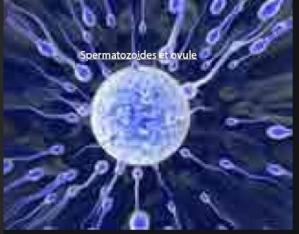 Ovule et spermatozoïdes, Remède Naturel Oligospermie