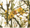 Parkinsonia copier 