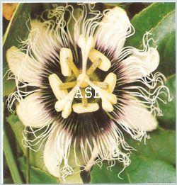 Passiflora edulis :Traitement Naturel Syndrome de Guillain-Barré