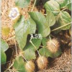Passiflore foetida