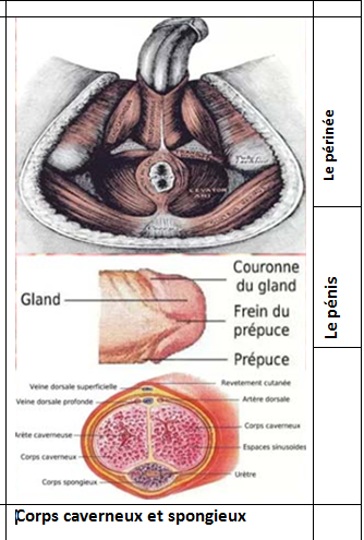 Perinee penis et corps