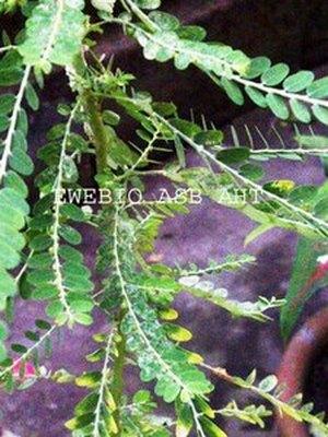 Phylantus amarus, Plante d'amour