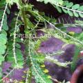 Phylantus amarus, Plant of love