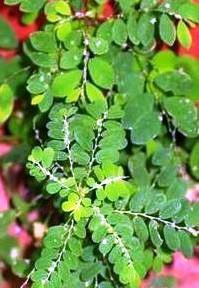Phyllanthus amarus 2