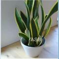 Plante serpent pour rein