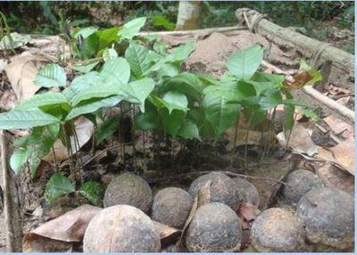 Poga oleosa feuilles fruits