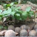 Poga oleosa feuilles fruits
