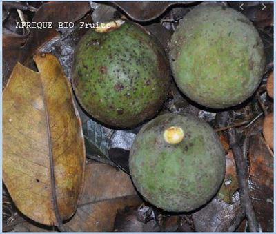 Poga oleosa fruits Vertus Bienfaits