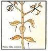 Prendre fruits fleurs et semence tout en permettant la reproduction copier 