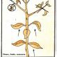 prendre-fruits-fleurs-et-semence-tout-en-permettant-la-reproduction.jpg
