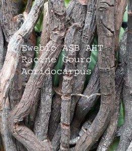 Racine acridocarpus image racine gouro copie copier 2
