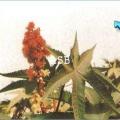 Ricin