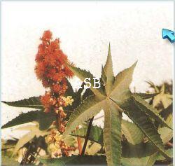 Ricin