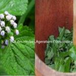 Roi des herbes  ageratum conyzoides contre Kyste Testicule