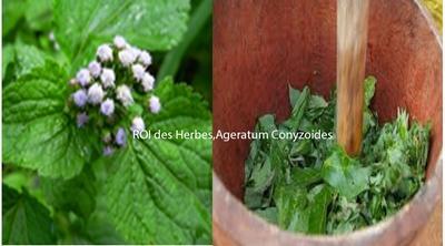 Roi des herbes  ageratum conyzoides contre Kyste Testicule