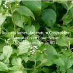 Roi des herbes noungou en dioula RCI
