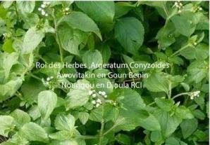 Roi des herbes noungou en dioula RCI