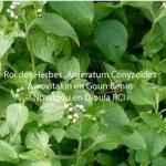 Roi des herbes noungou en dioula rci