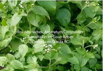 Roi des herbes noungou