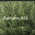 Romarin 1