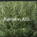 Romarin 