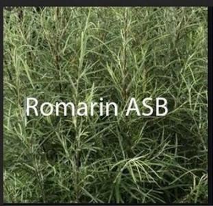 Romarin