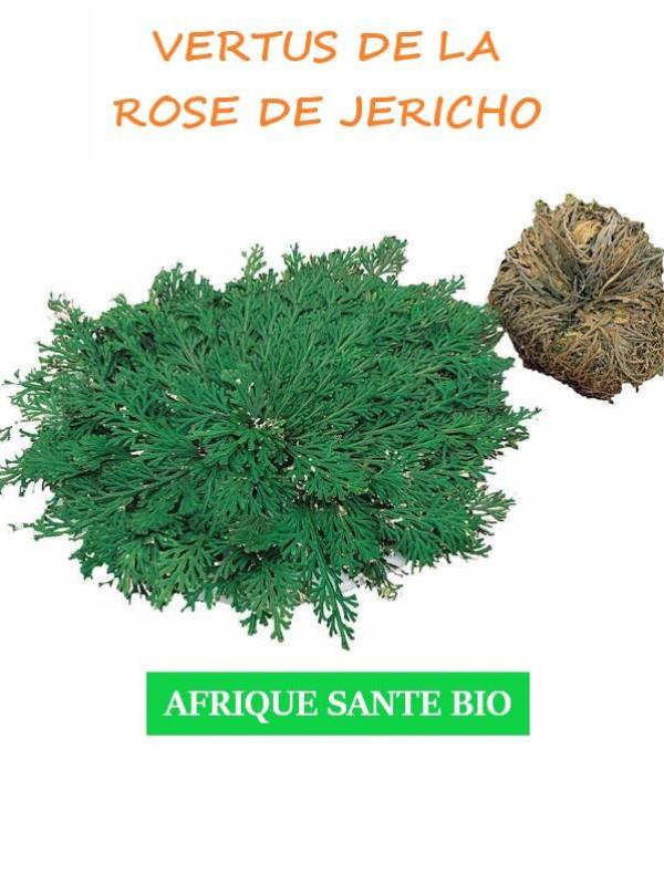 Rose de Jericho  antibiotique
