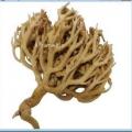 Rose de jericho bientaits Contre Lipome