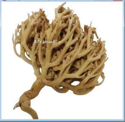 Rose de jericho bientaits copier
