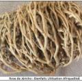 Rose de jericho vertus utilisations